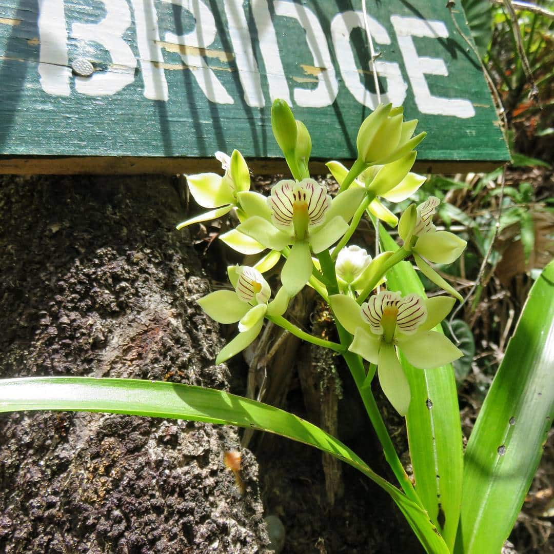 Orchids growing at Hidden Valley
