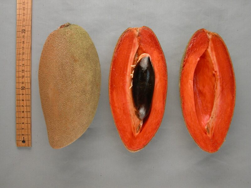 mamey