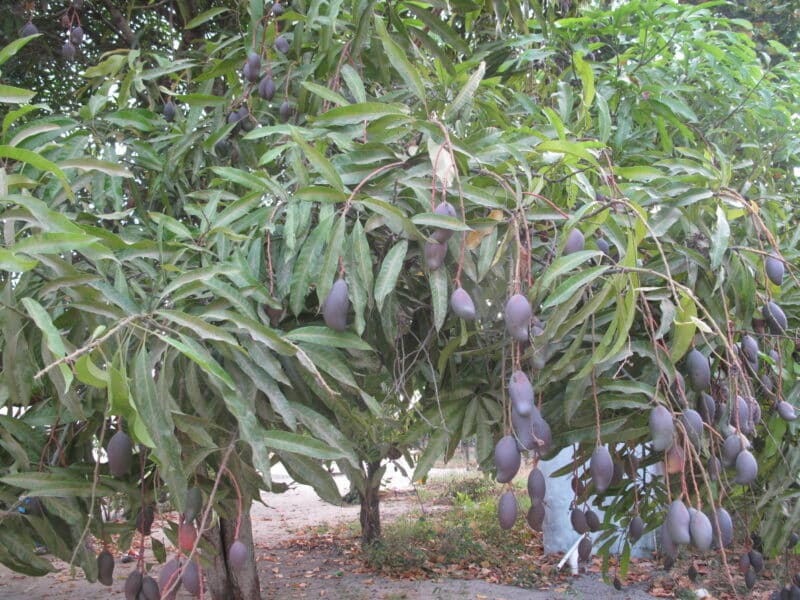 mangos1