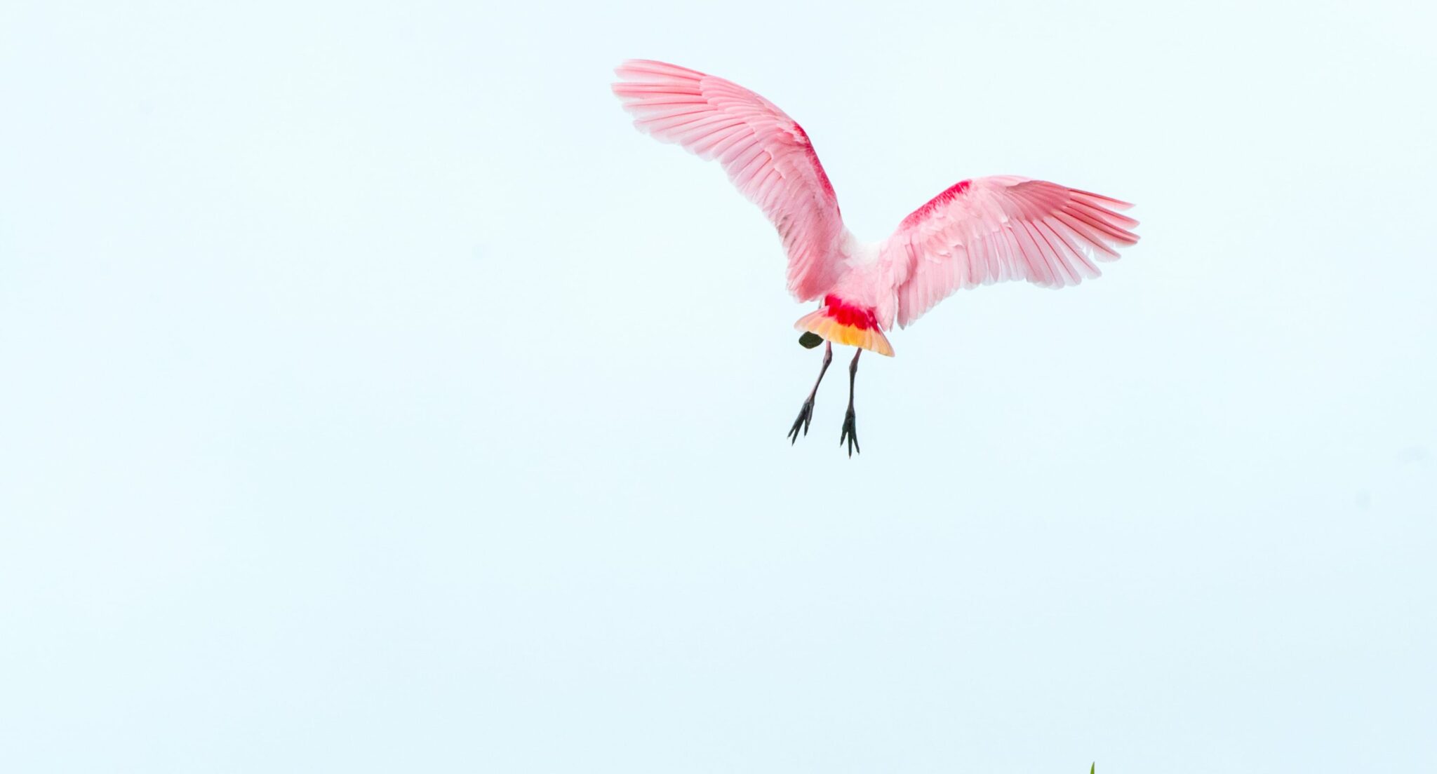 Roseate spoonbill in flight on Ambergris Caye