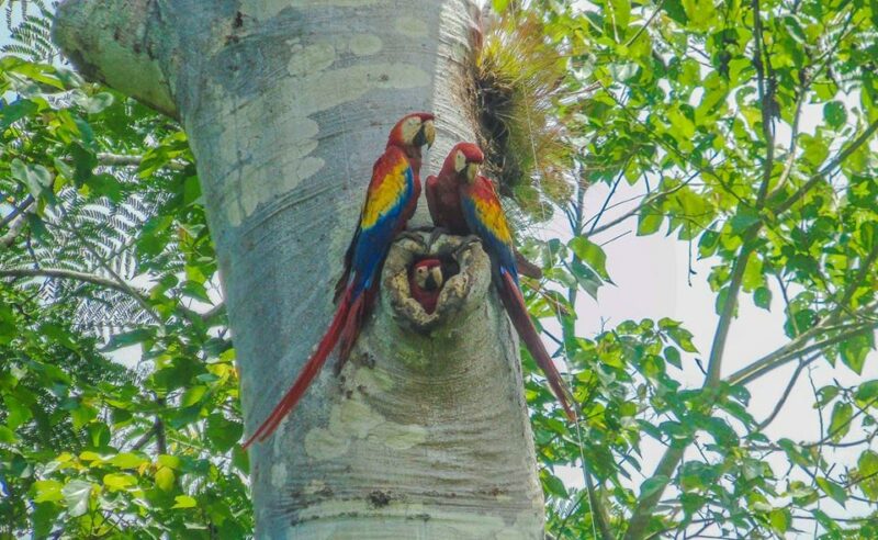 scarlet macaw