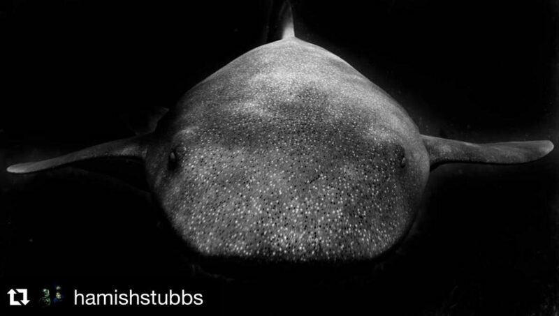 shark