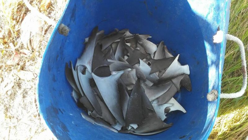 shark fins