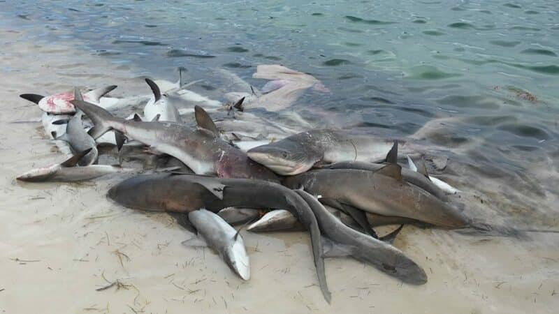 sharks at lighthouse