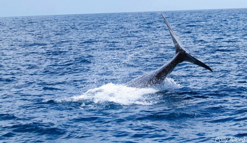 sperm-whale-2
