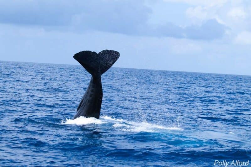 sperm-whale-3