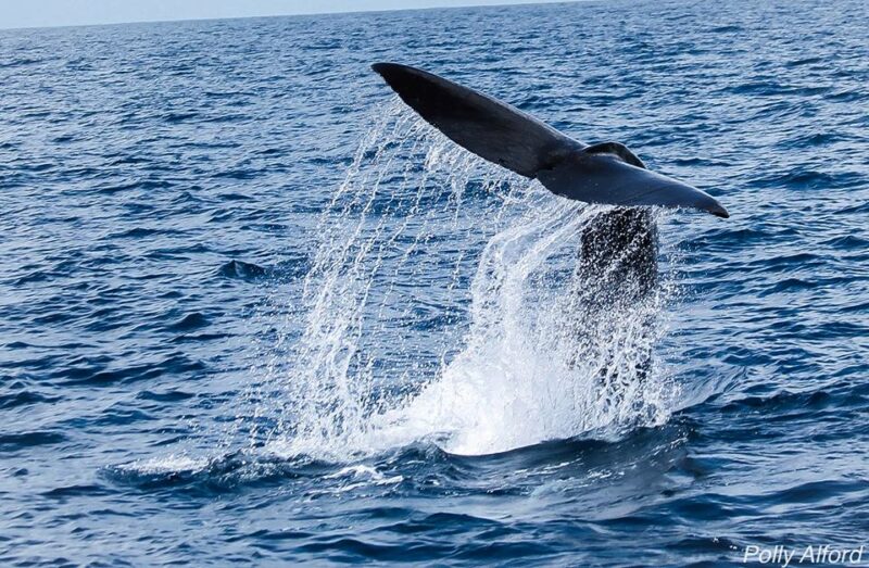 sperm-whale