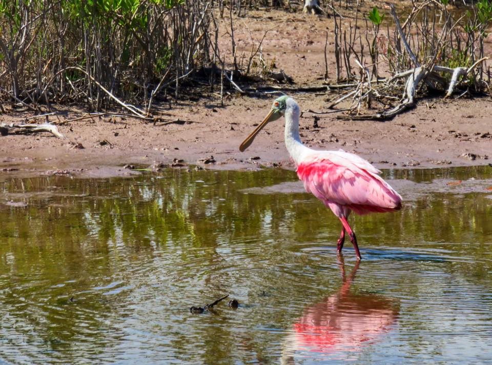 Roseat Spoonbill