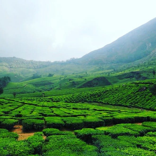 tea-kerala