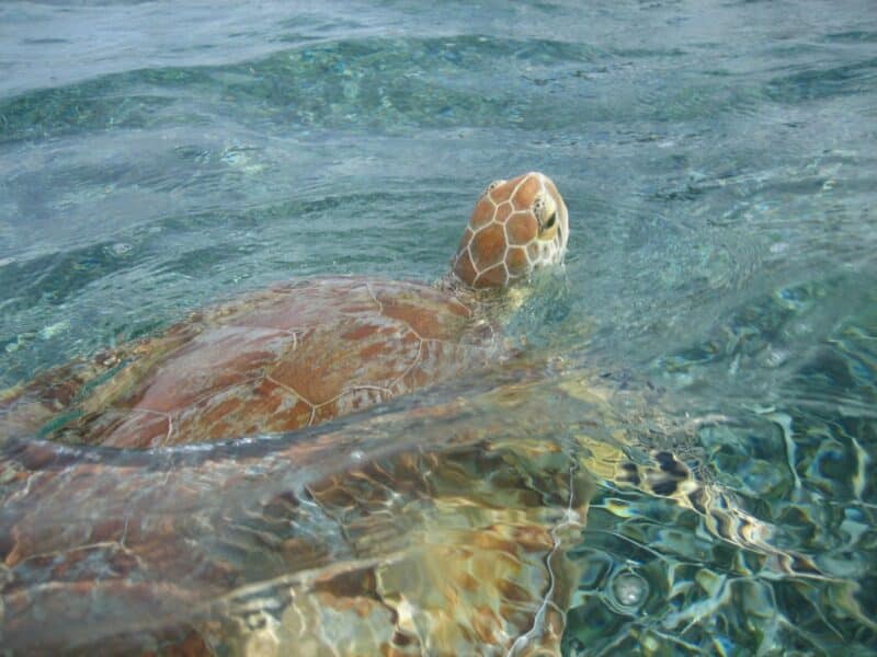 turtle