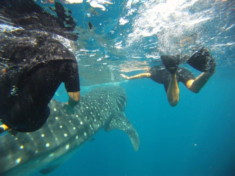 whale-sharks