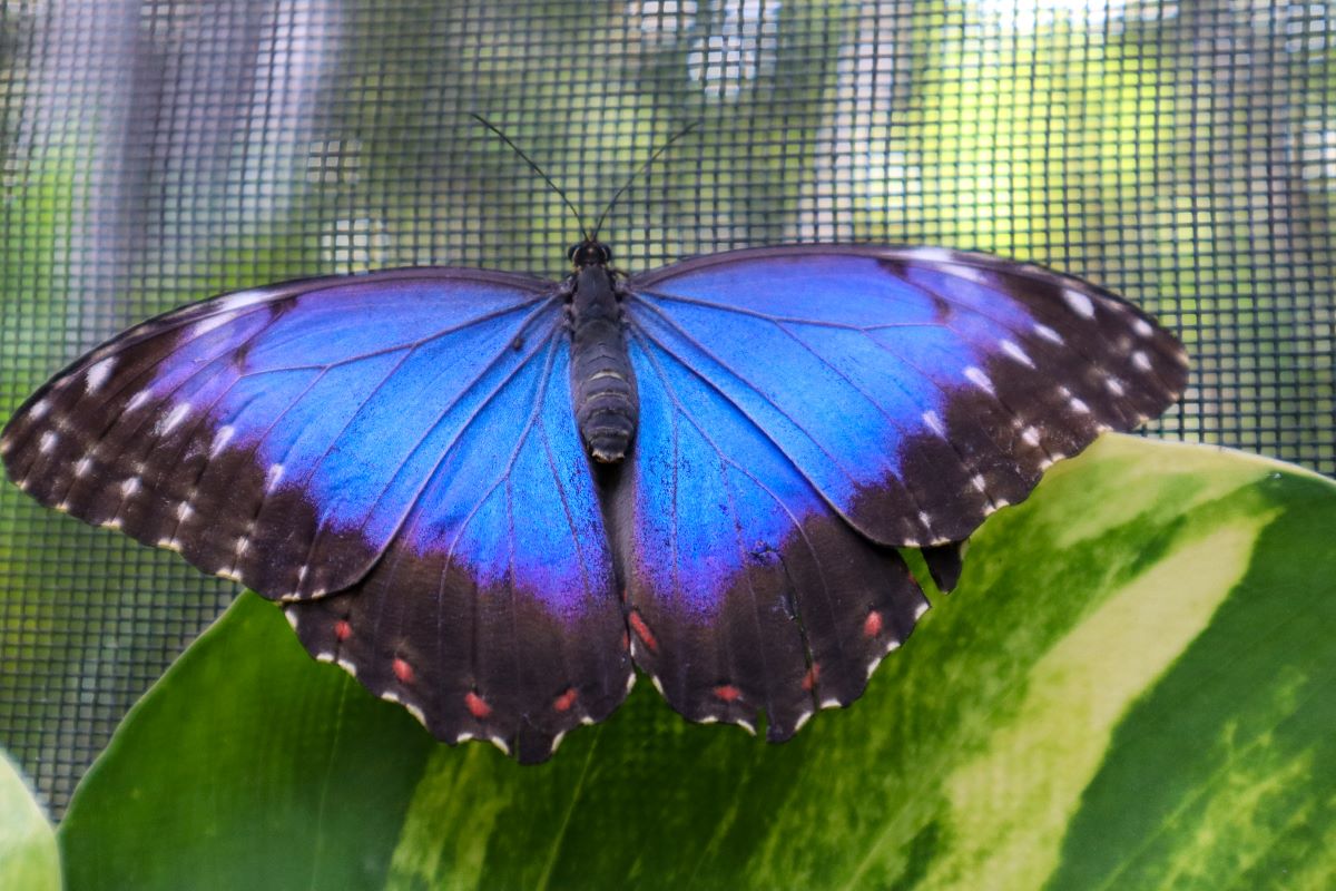 Blue Morpho Butterfly