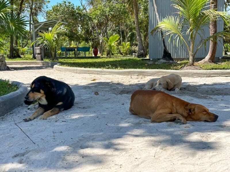 Dogs