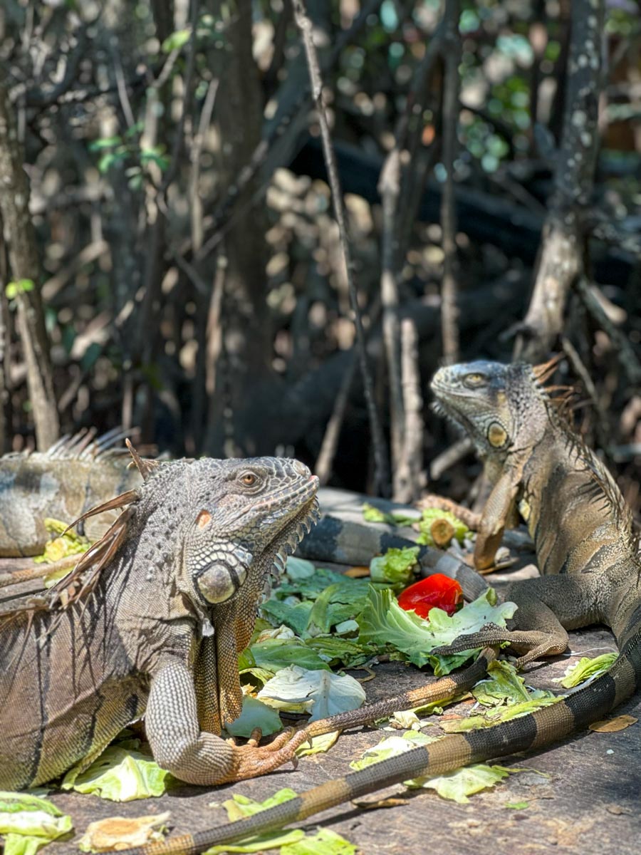 Feeding time at the sanctuary
