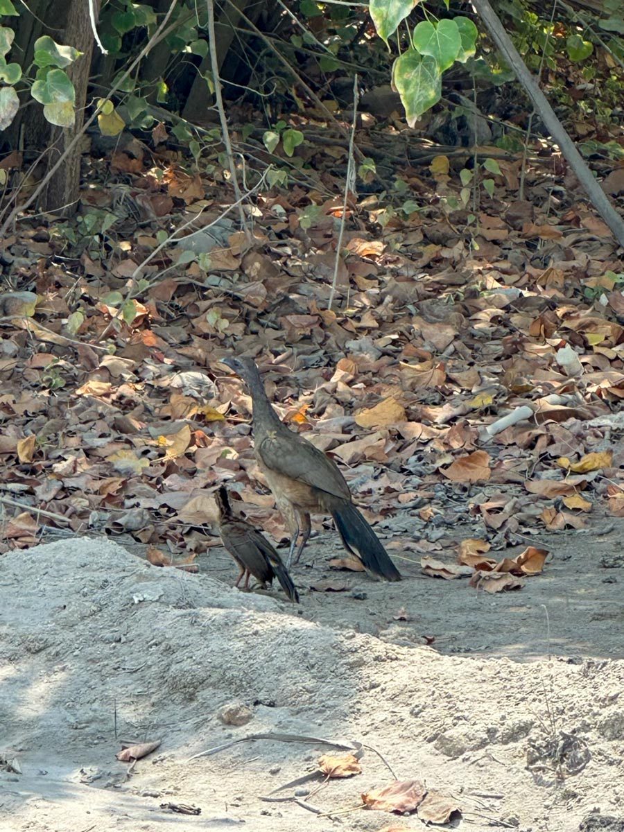Chacalaca mother