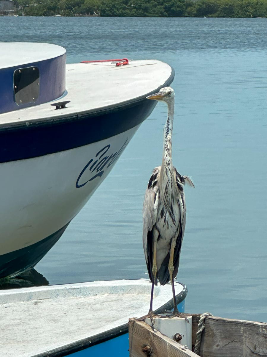 Blue Heron