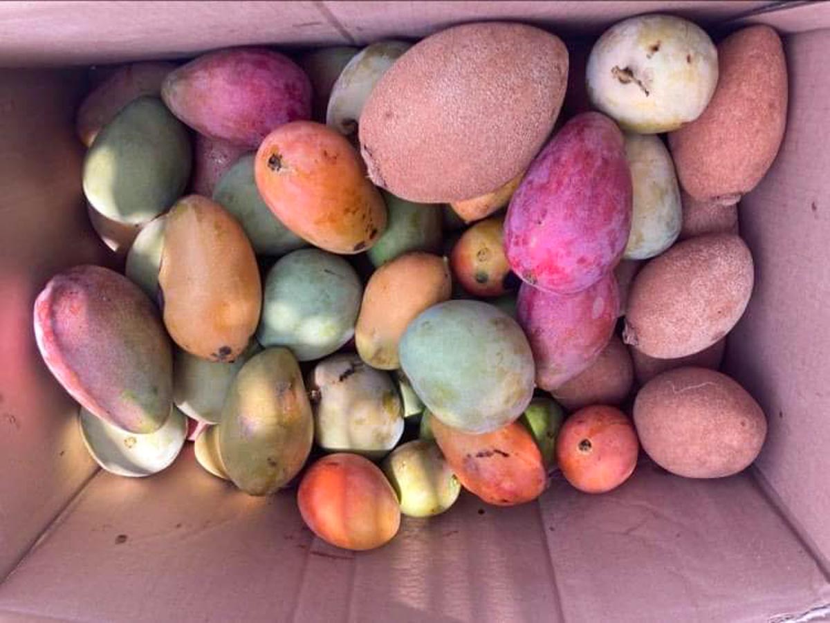 Mamey and Mango