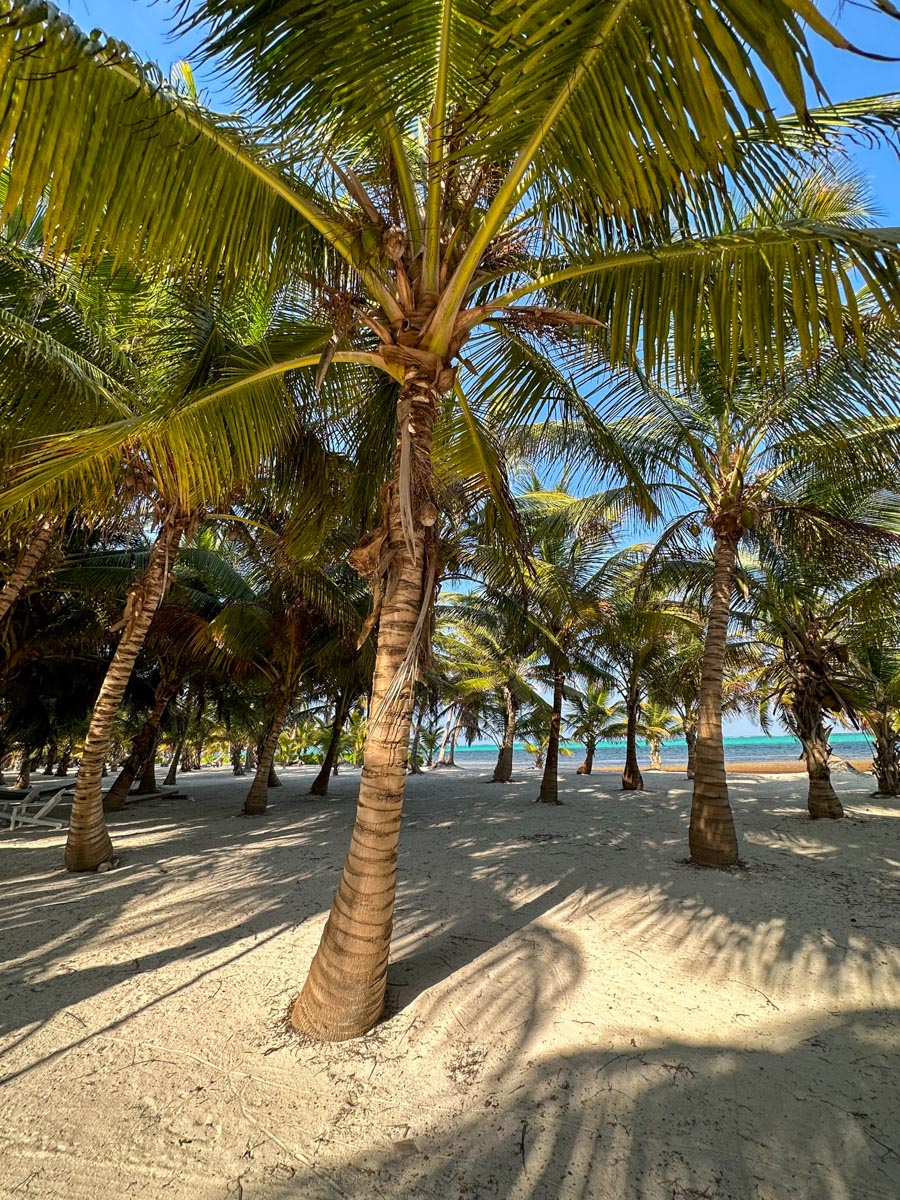 Coconut grove at Tuto