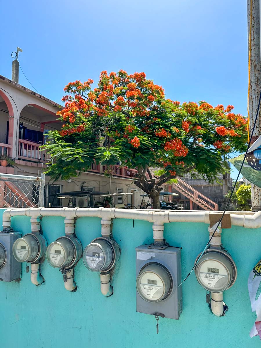 Flamboyant Tree on Middle Street