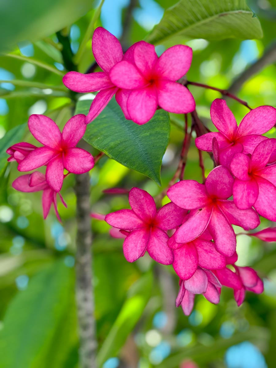 magenta frangiapani