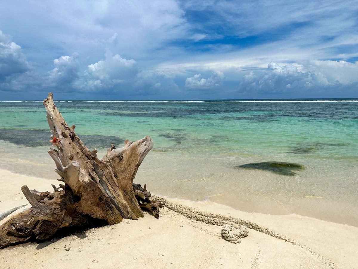 Rocky Point and driftwood