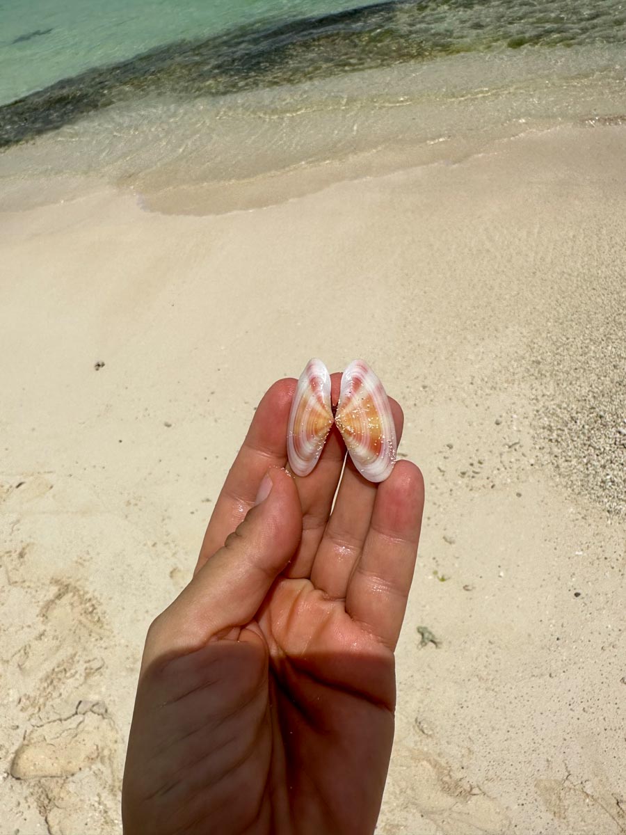 Gorgeous buterfly shell