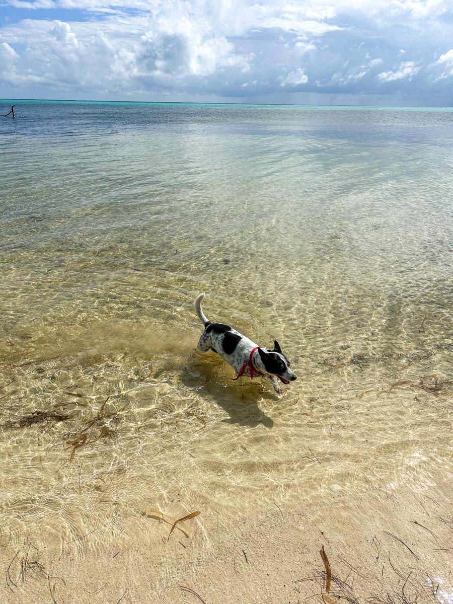 Franny swimming in the clear water