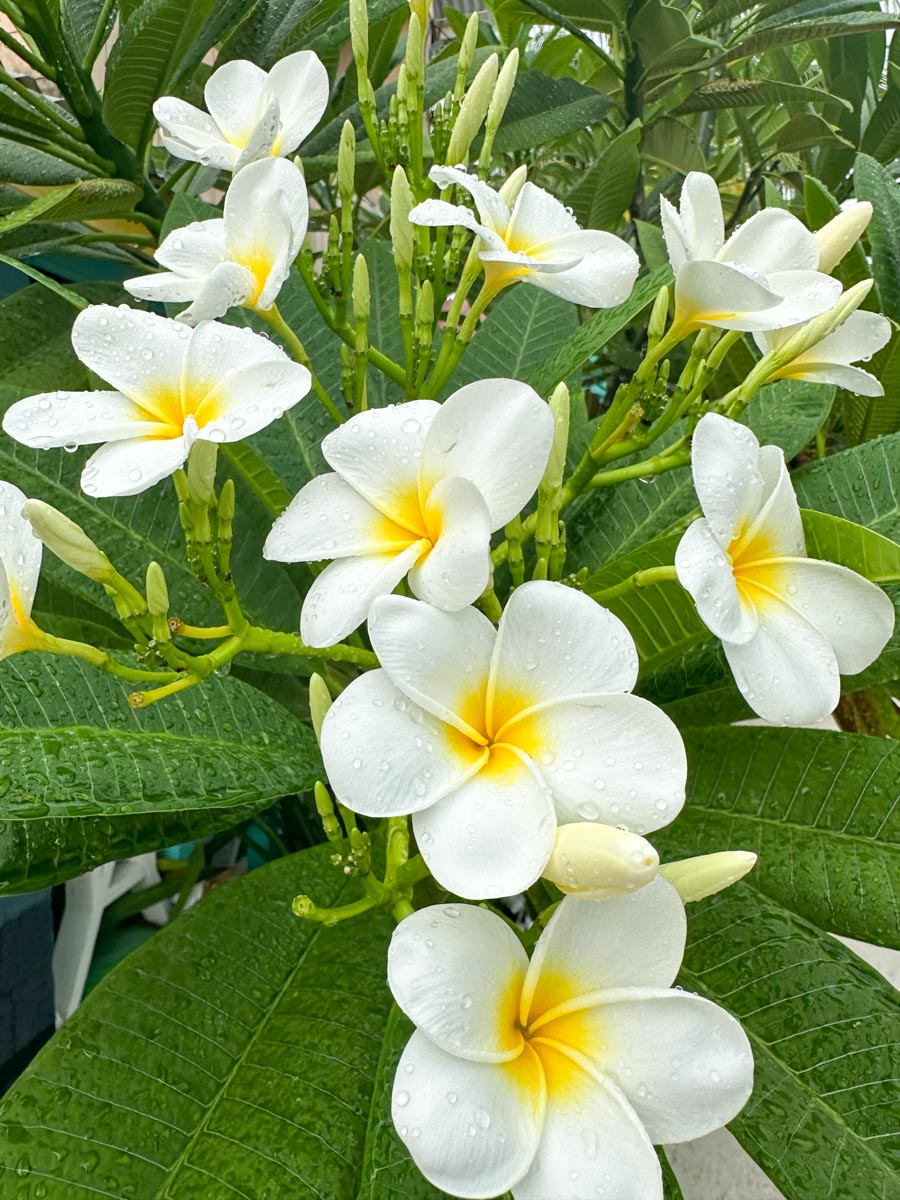 Pretty plumeria