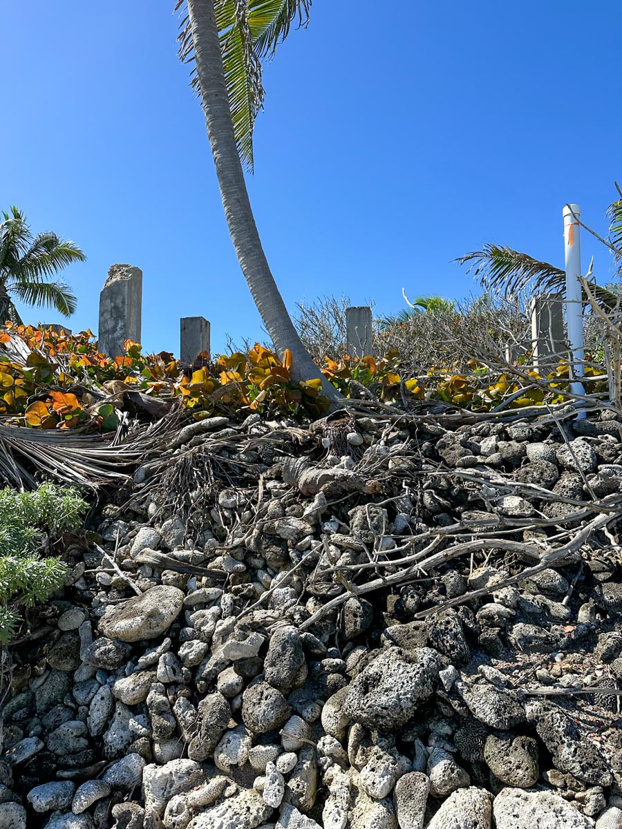 Wall of coral
