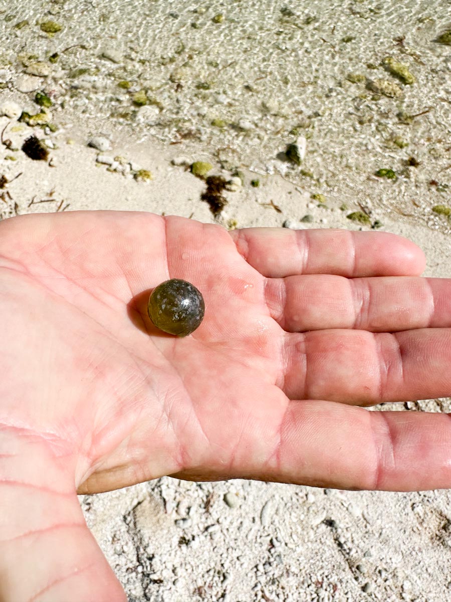 Sailor eye algae