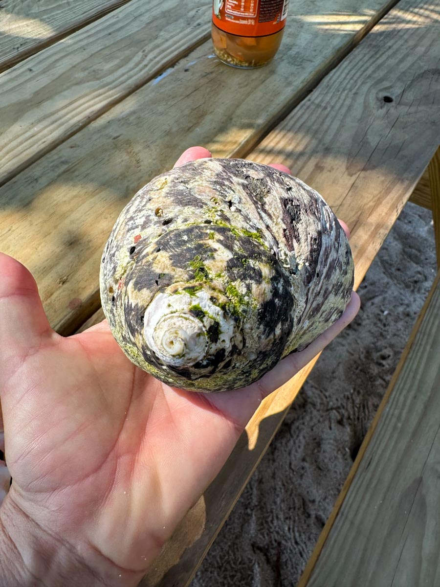 Wilk shell North Ambergris