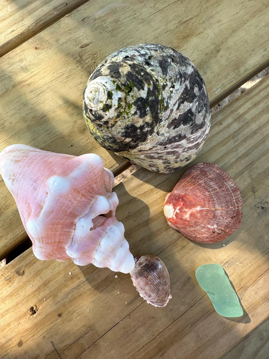 Pretty shells from Robles Point