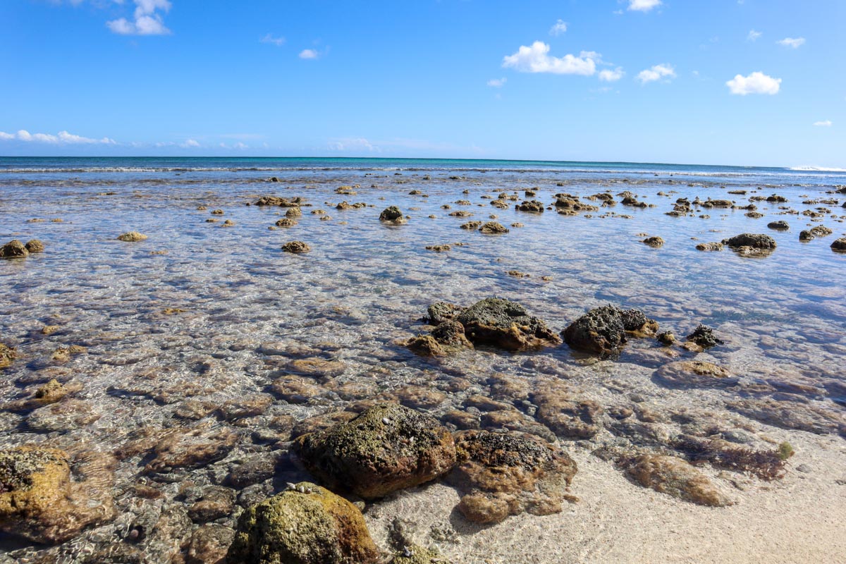 Coral at Robles Point
