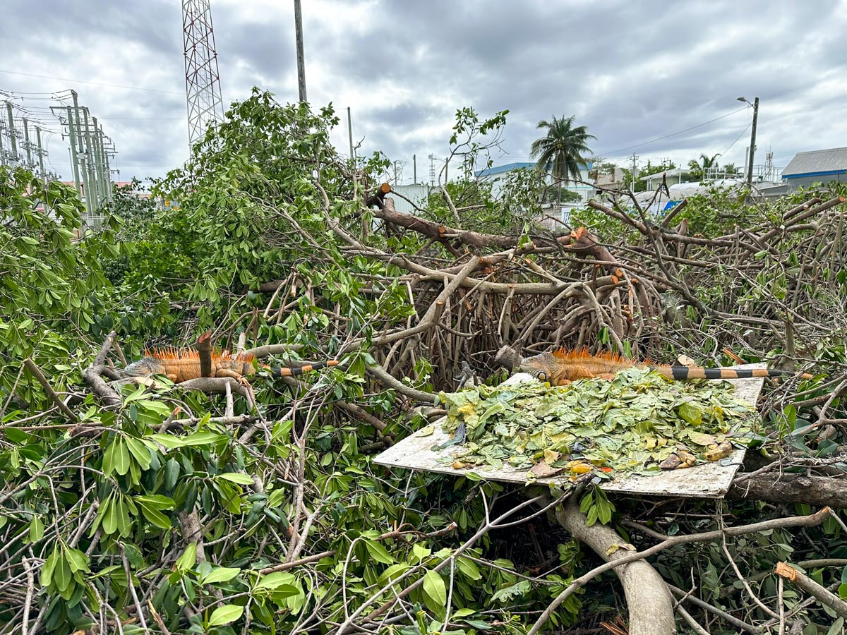 Iguanas still eating
