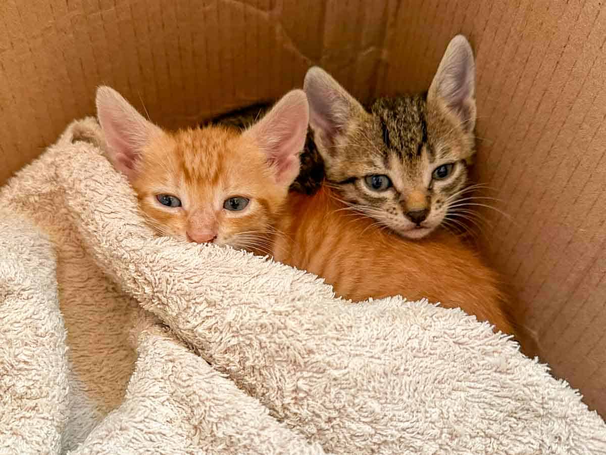 Kittens