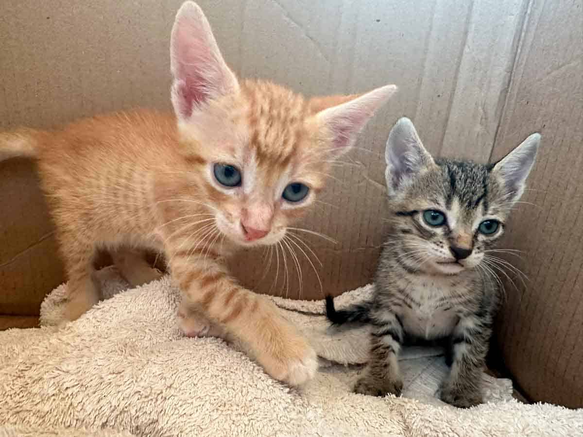 Pretty cute kittens