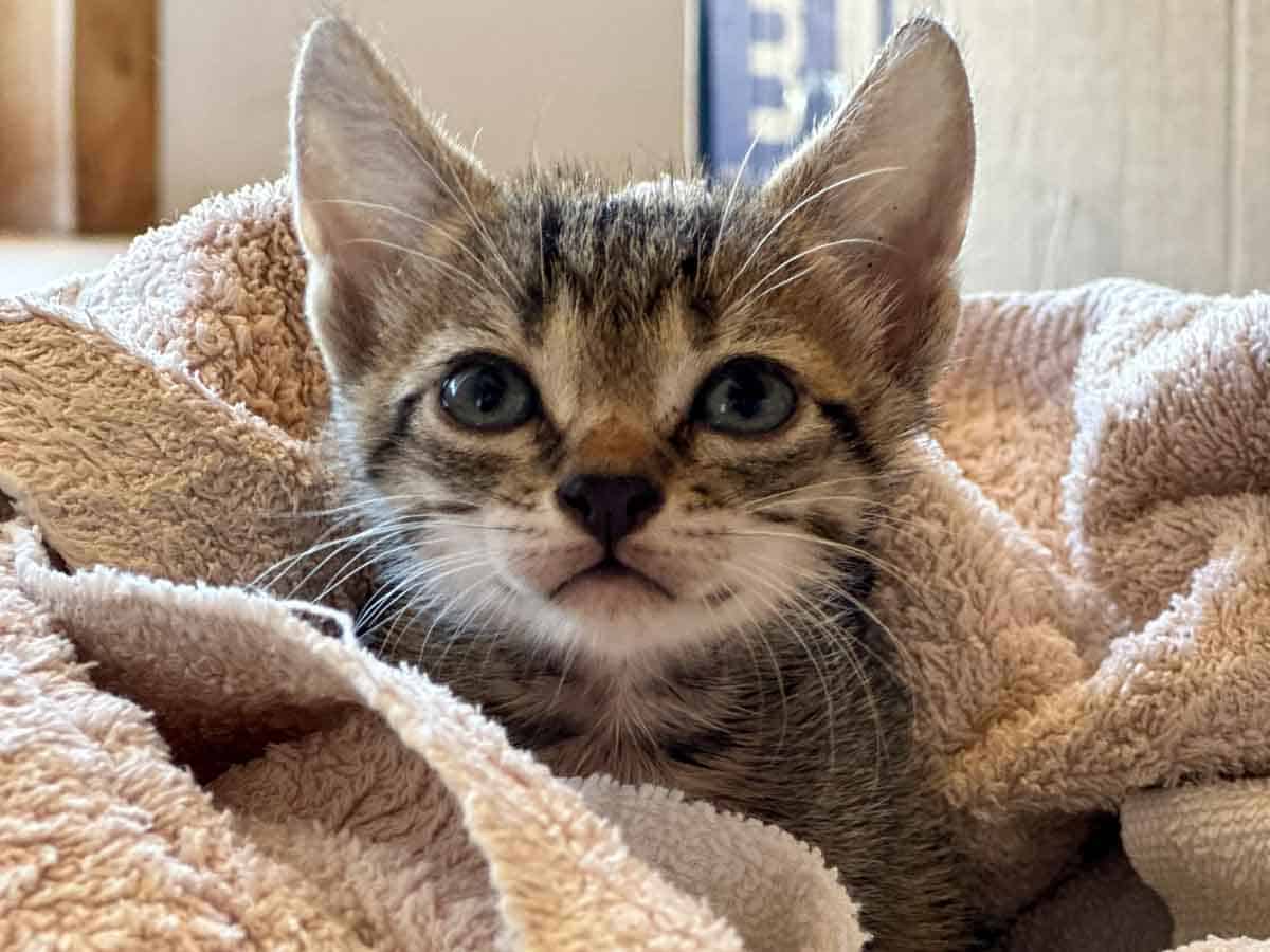 Cash the kitten