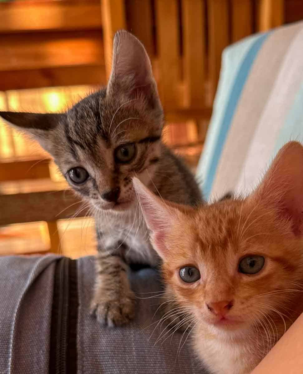 Kittens