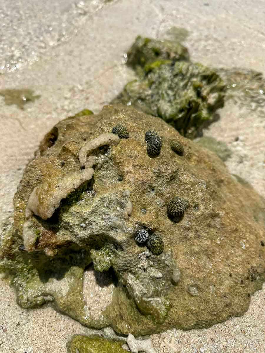 Snails on the rock