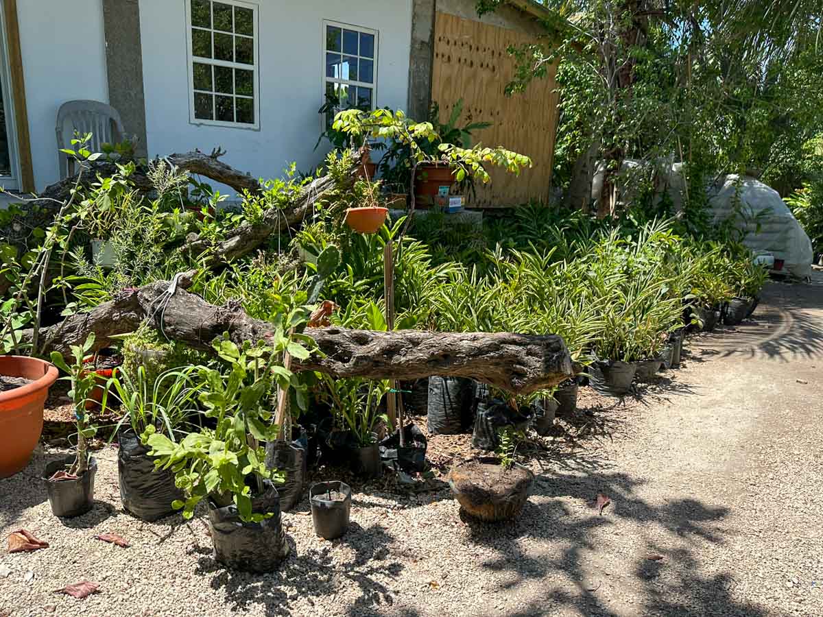 Some of the plants