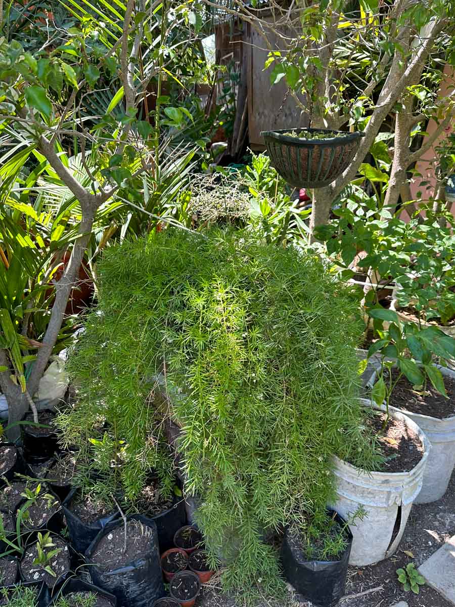 Asparagus plant