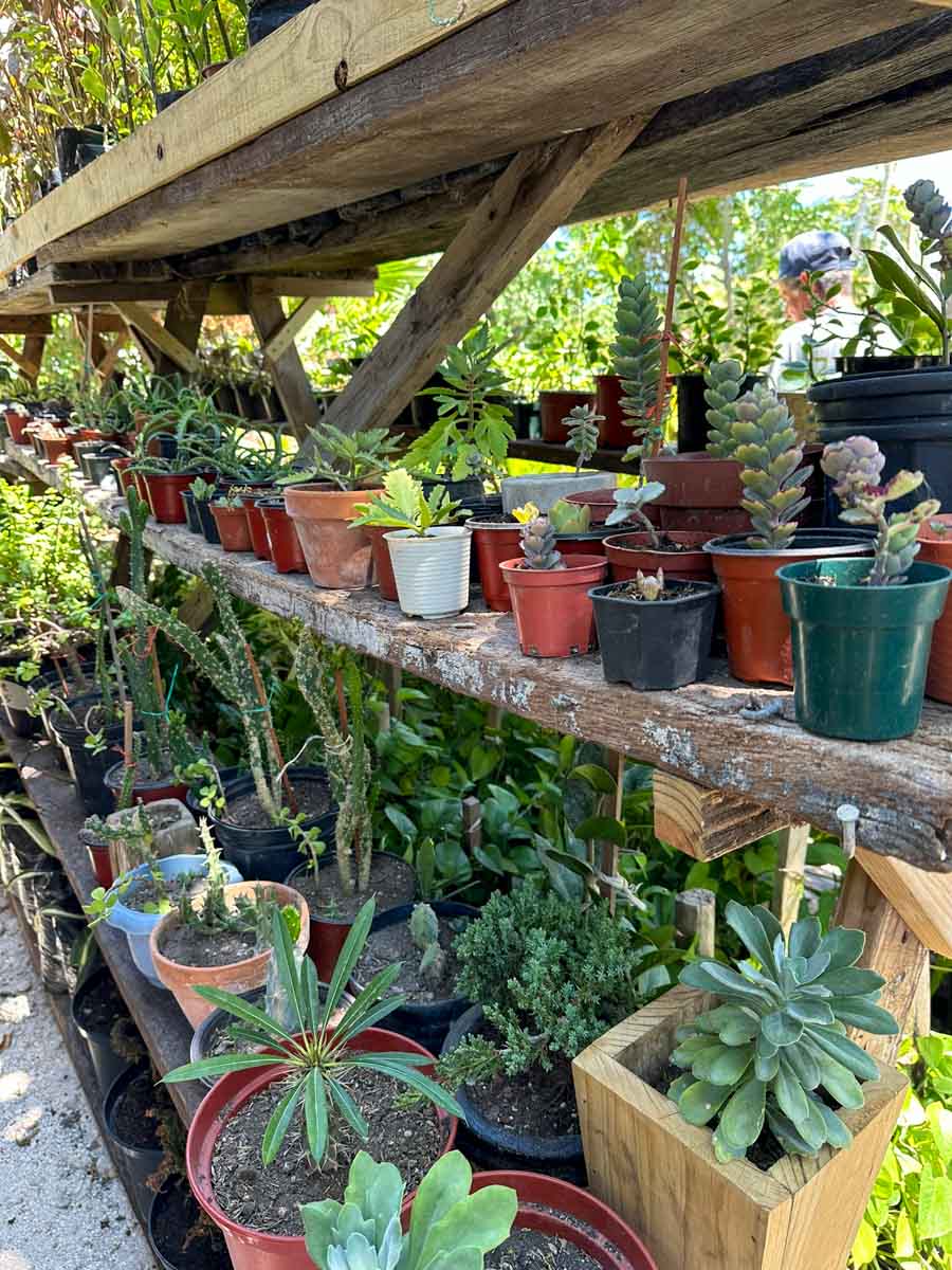 Succulents