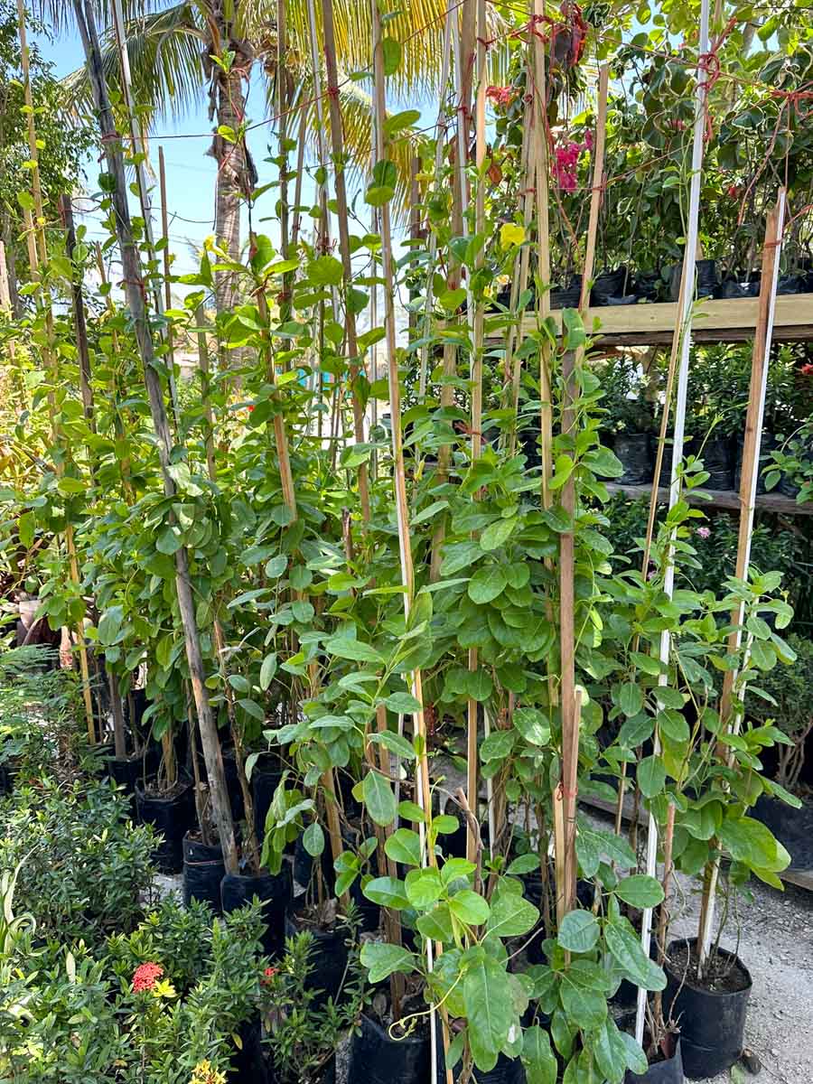 Tall allamanda vines