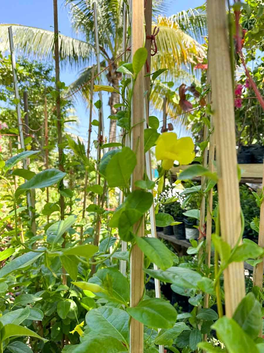 ALlamanda growing beautifully