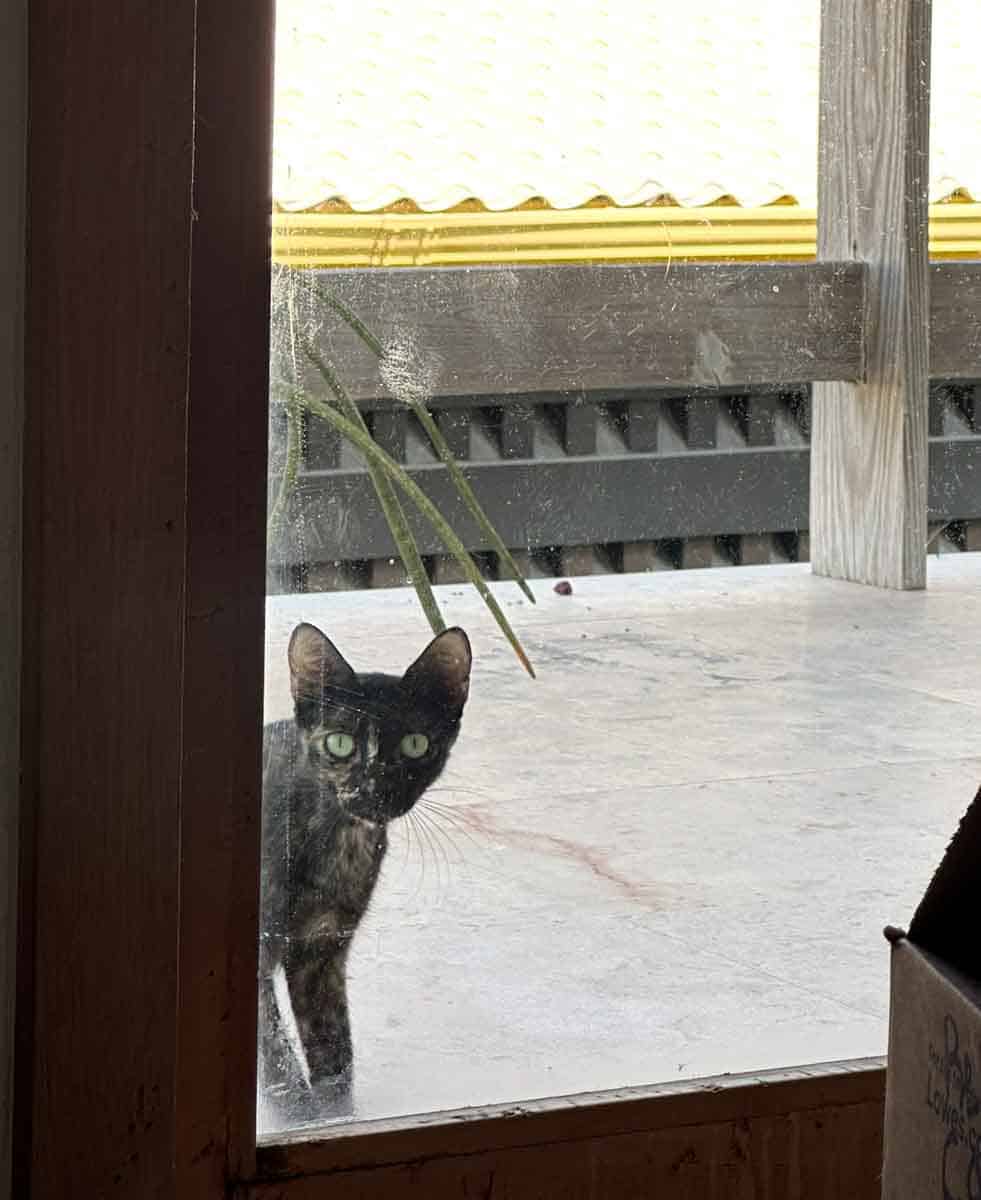 Feral cat looking in door