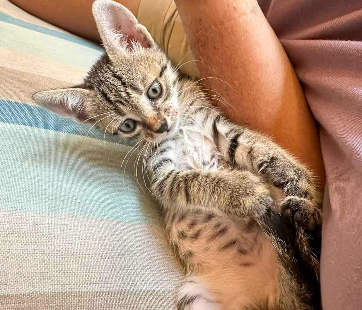 Cute tabby kitten