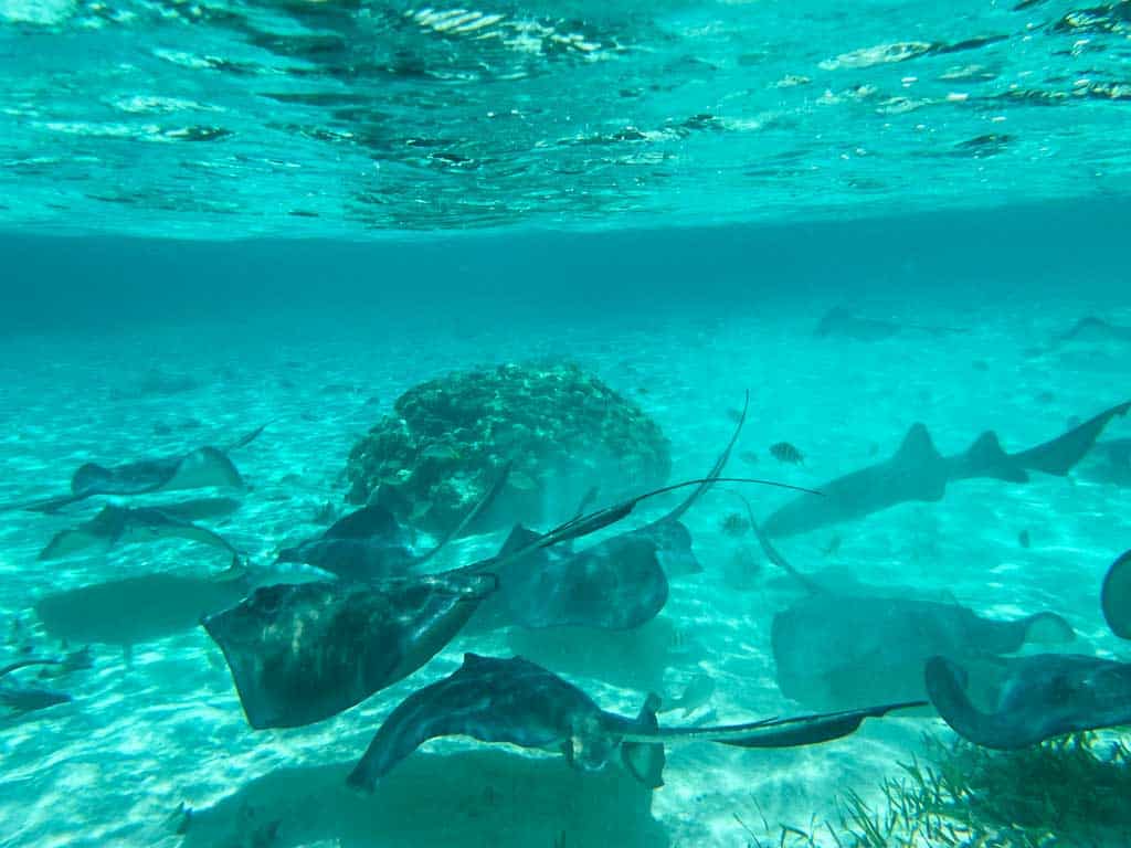 Sting Ray City