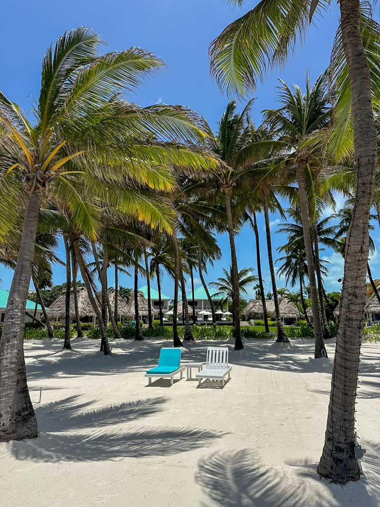Palms