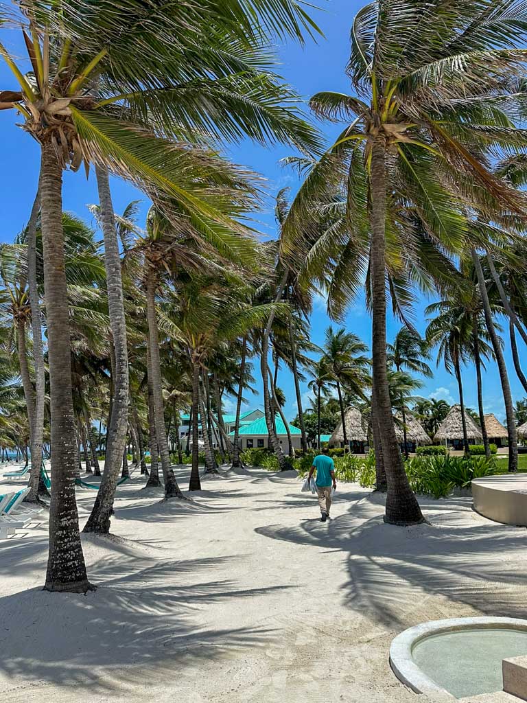 The beautiful huge coconut palms