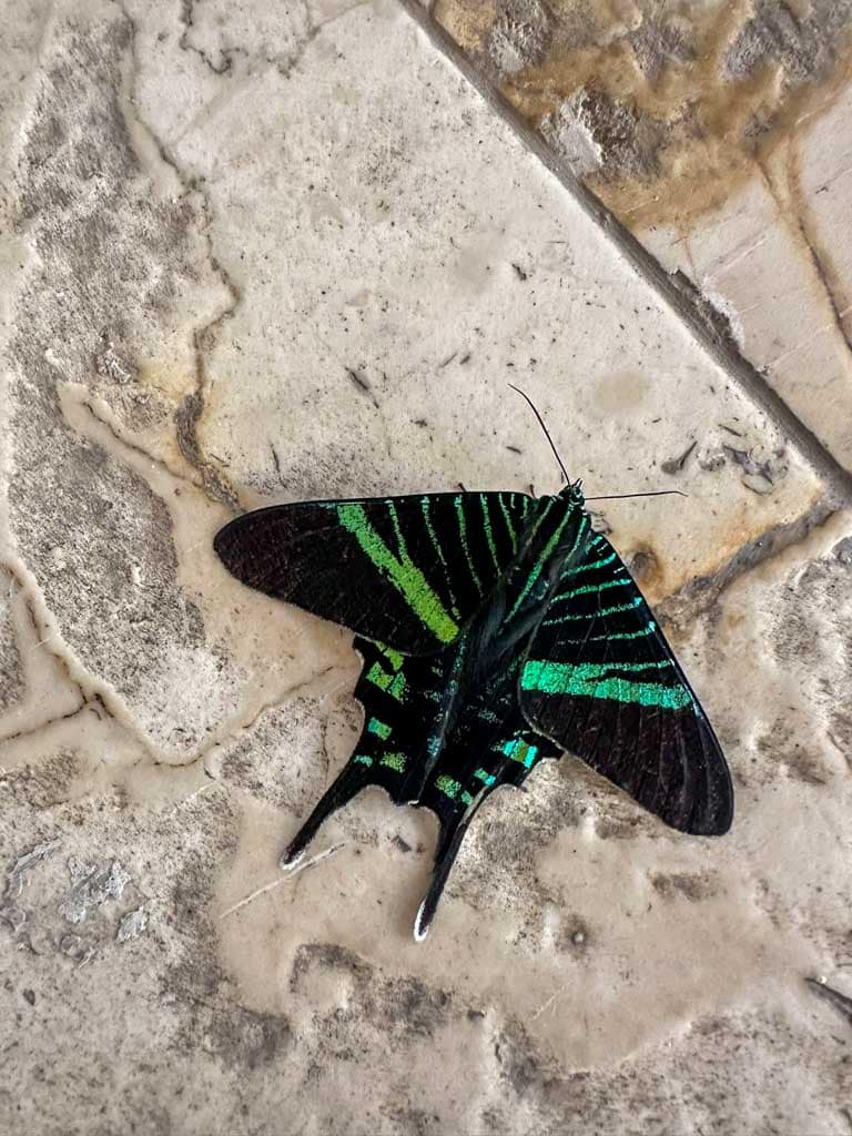 Green Page Moth